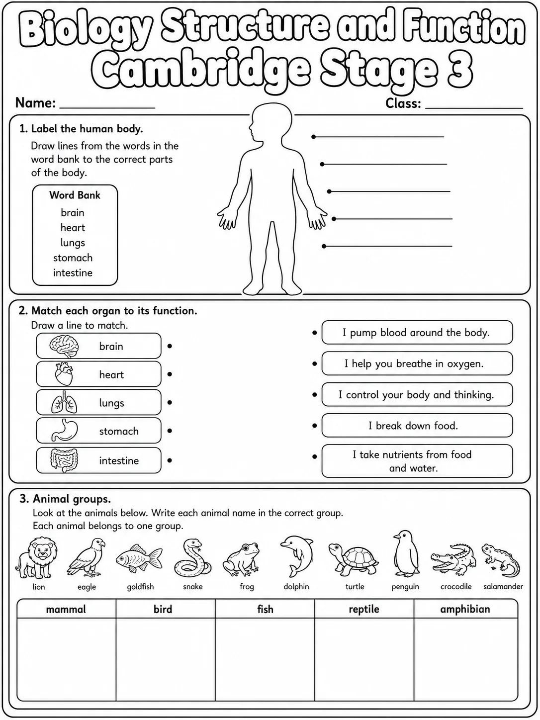 Biology Structure and Function Cambridge Stage 3 page 3 printable Cambridge science worksheet preview