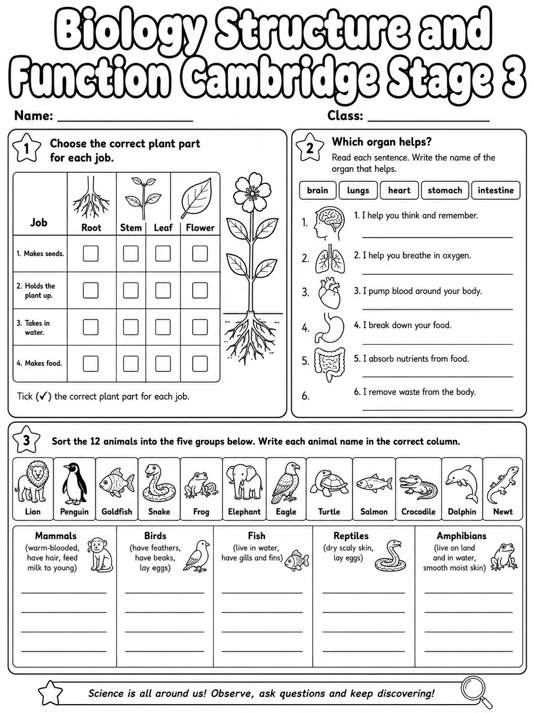 Biology Structure and Function Cambridge Stage 3 page 4 printable Cambridge science worksheet preview