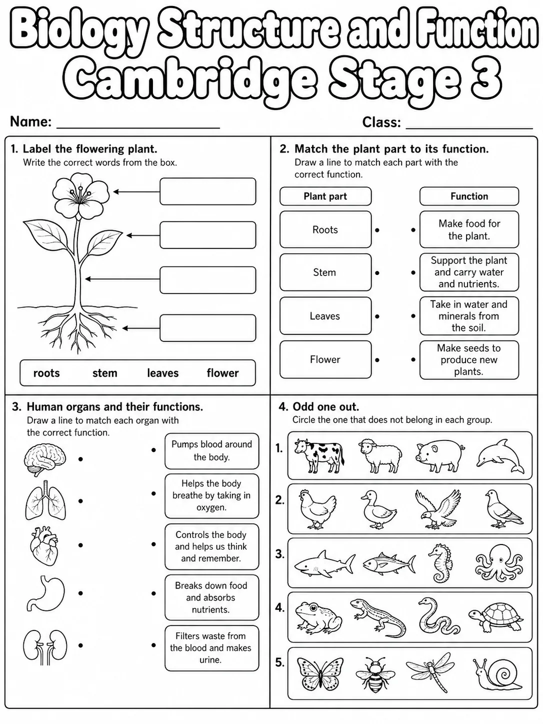 Biology Structure and Function Cambridge Stage 3 page 5 printable Cambridge science worksheet preview