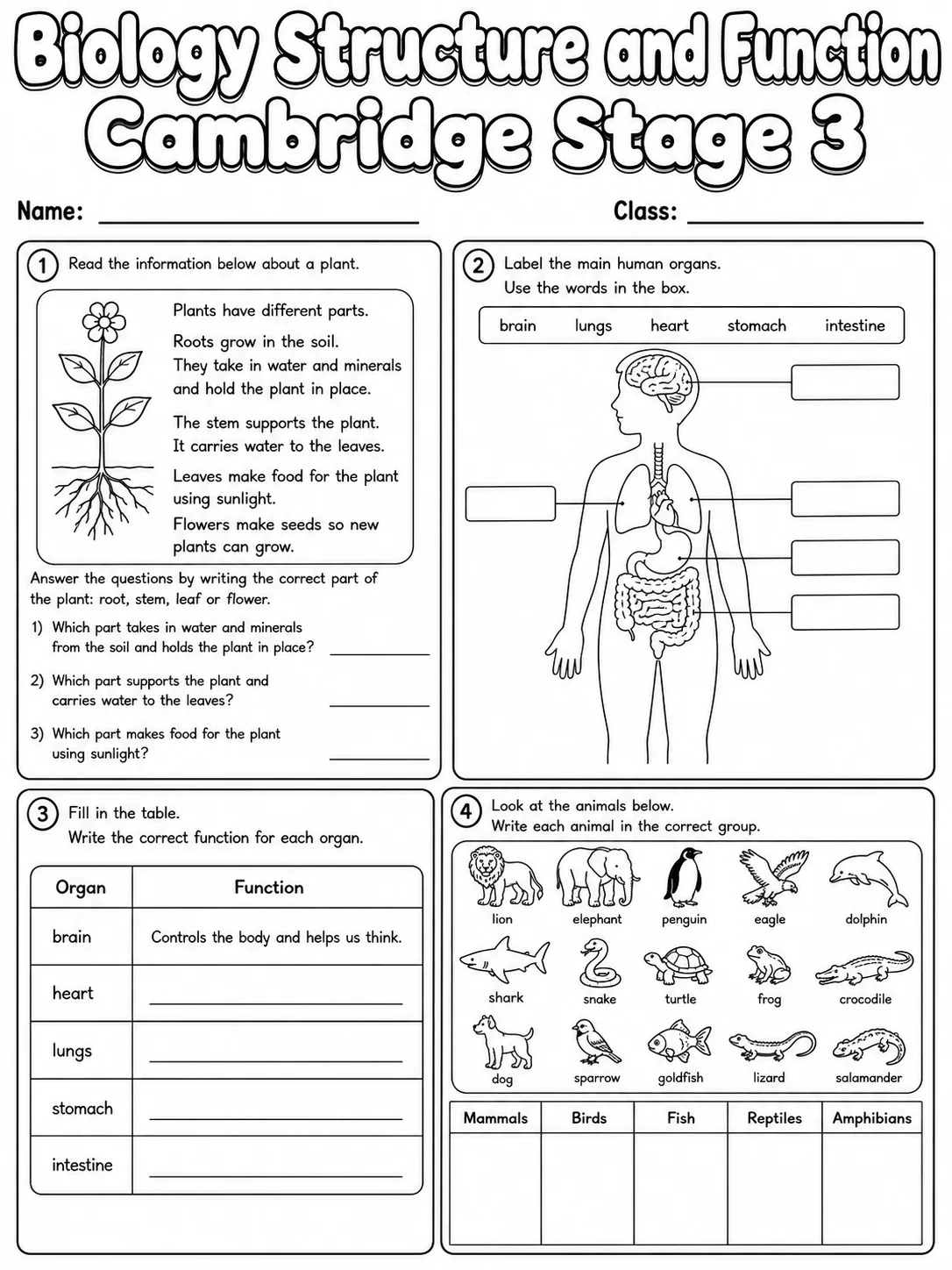 Biology Structure and Function Cambridge Stage 3 page 6 printable Cambridge science worksheet preview