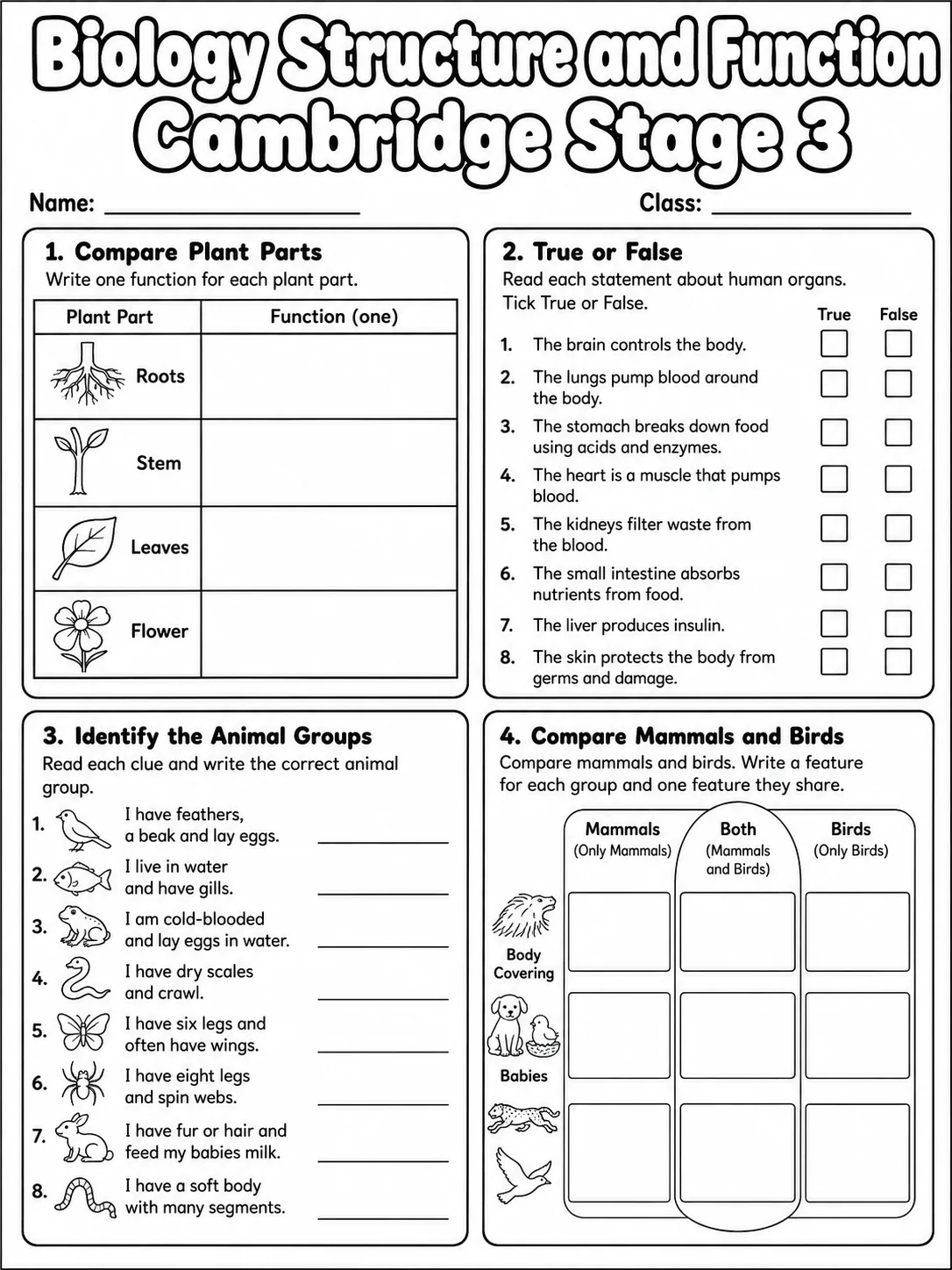 Biology Structure and Function Cambridge Stage 3 page 7 printable Cambridge science worksheet preview
