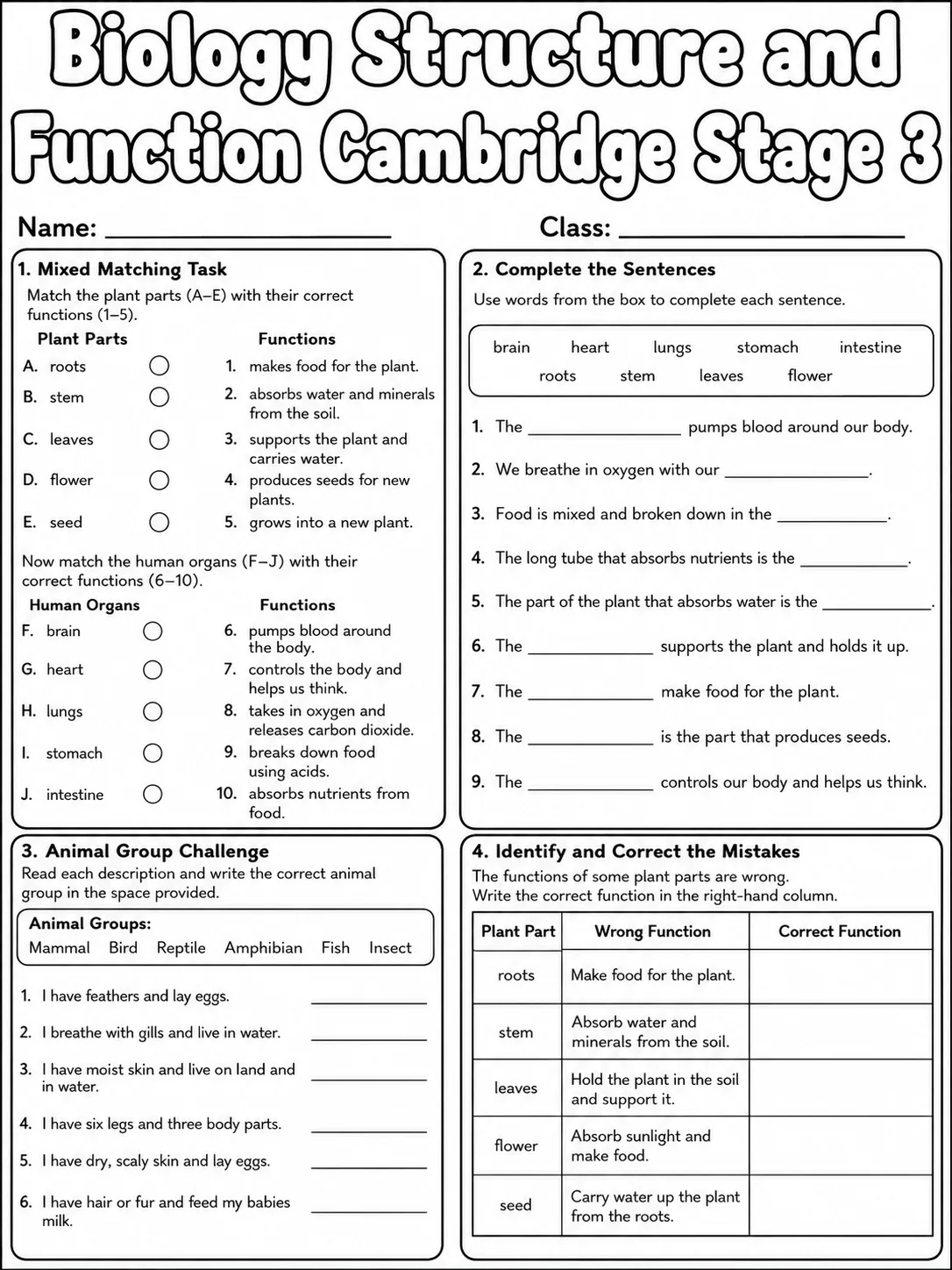 Biology Structure and Function Cambridge Stage 3 page 8 printable Cambridge science worksheet preview