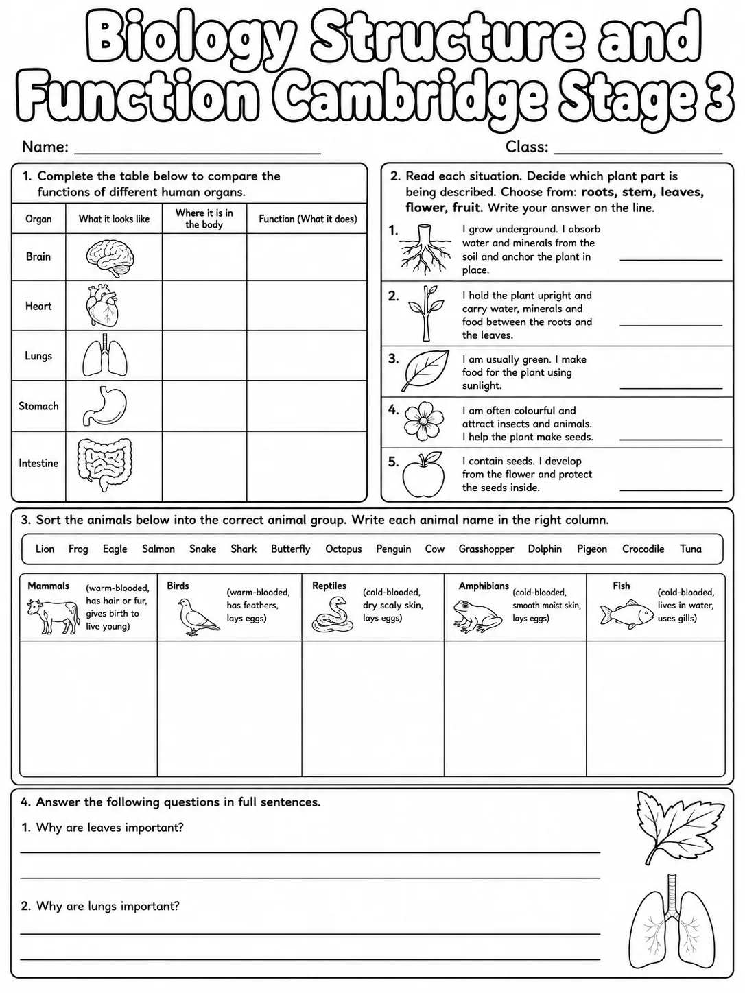 Biology Structure and Function Cambridge Stage 3 page 9 printable Cambridge science worksheet preview