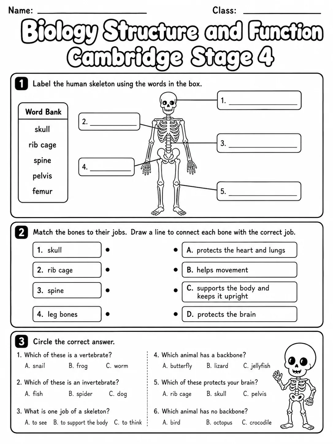Biology Structure and Function Cambridge Stage 4 page 2 printable Cambridge science worksheet preview