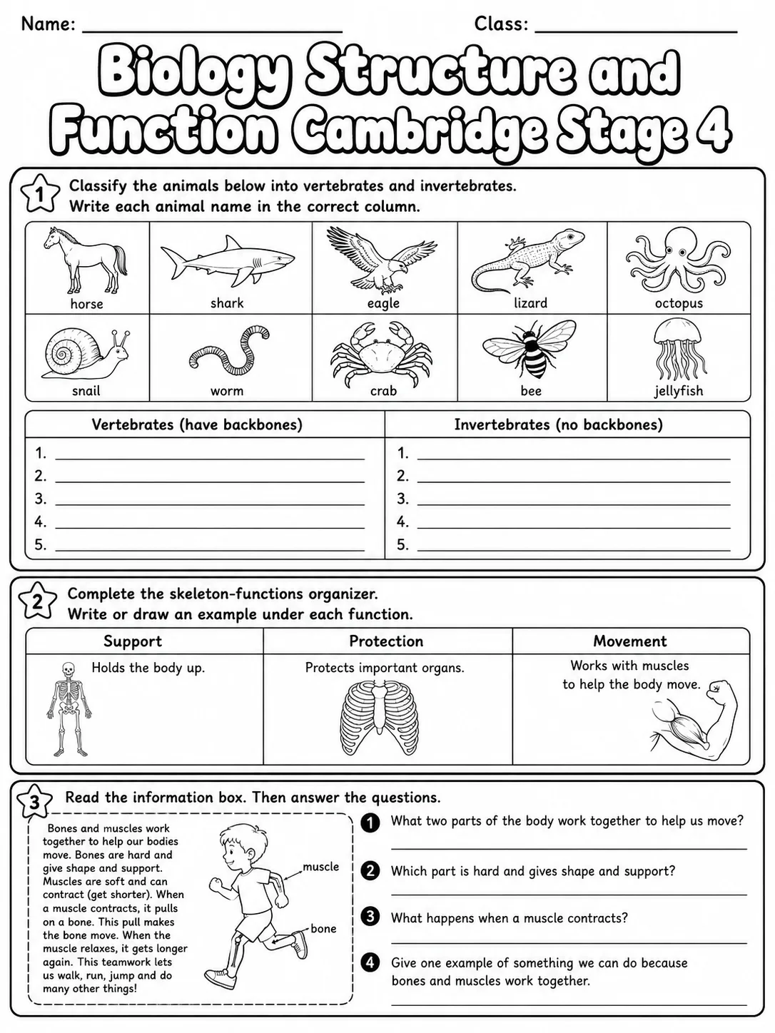 Biology Structure and Function Cambridge Stage 4 page 5 printable Cambridge science worksheet preview