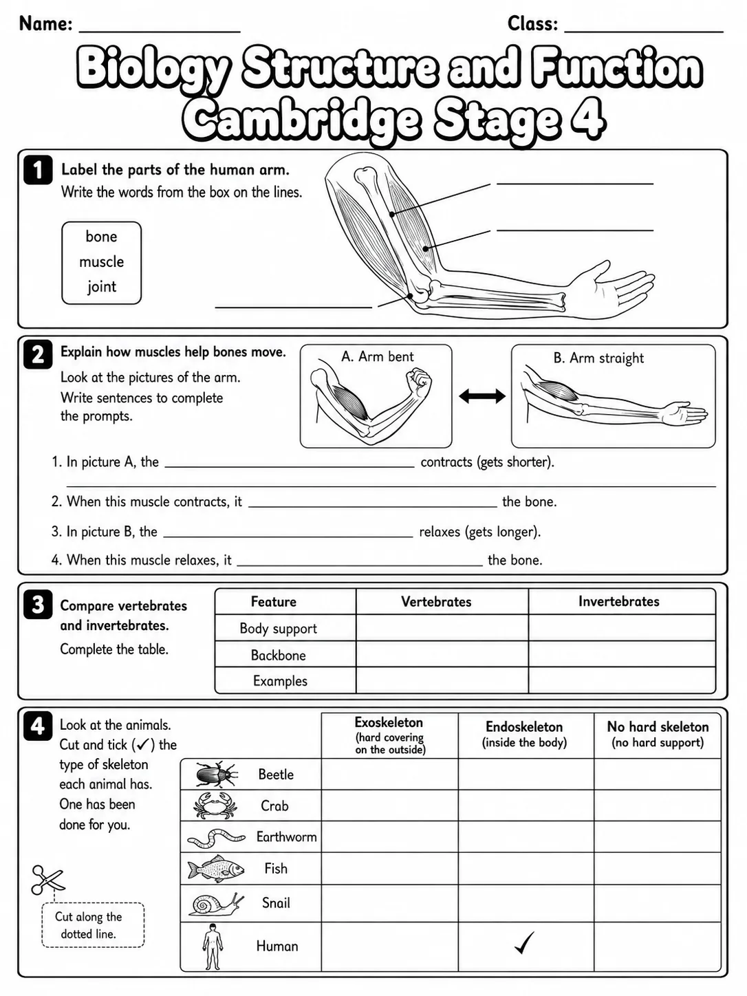 Biology Structure and Function Cambridge Stage 4 page 6 printable Cambridge science worksheet preview