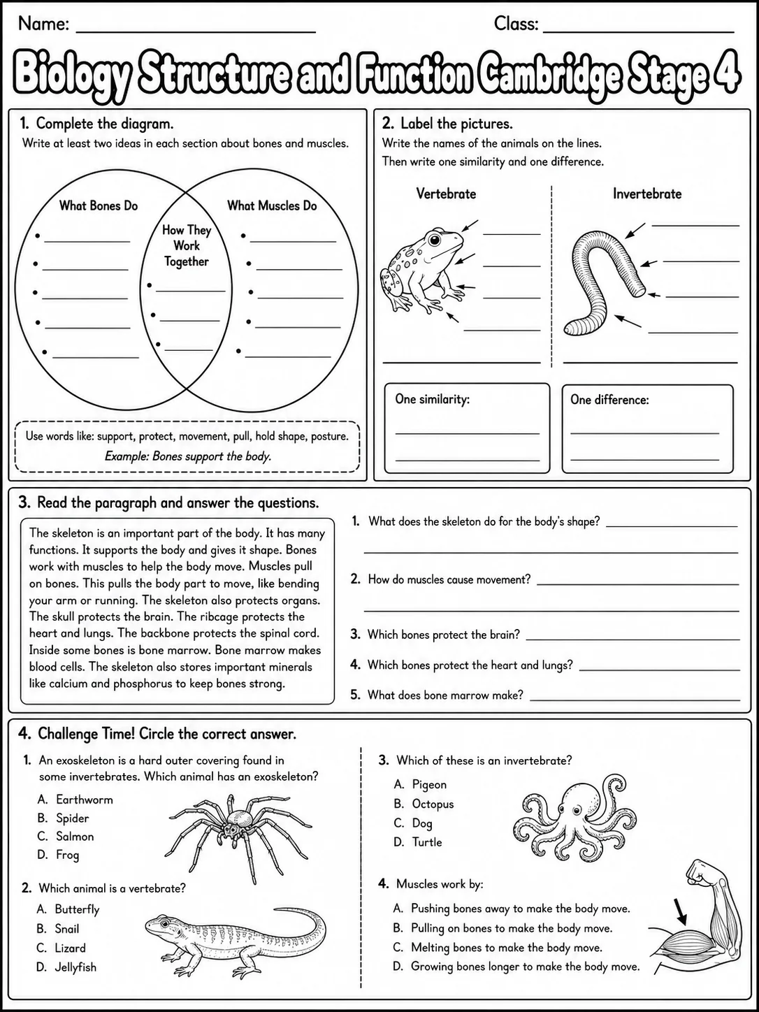 Biology Structure and Function Cambridge Stage 4 page 7 printable Cambridge science worksheet preview