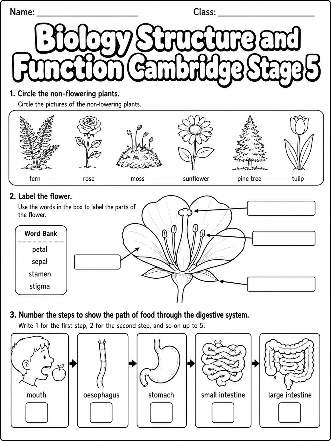 Biology Structure and Function Cambridge Stage 5 printable Cambridge Primary Science Stage 5 worksheet preview from KiwiBee