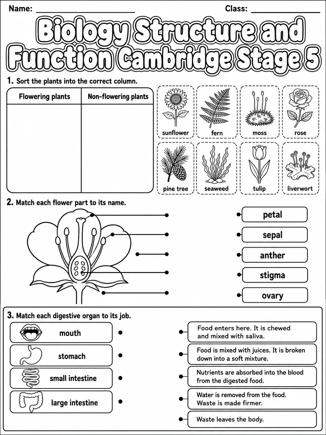 Biology Structure and Function Cambridge Stage 5 page 2 printable Cambridge science worksheet preview