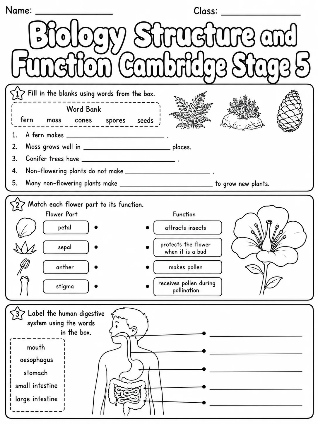 Biology Structure and Function Cambridge Stage 5 page 3 printable Cambridge science worksheet preview