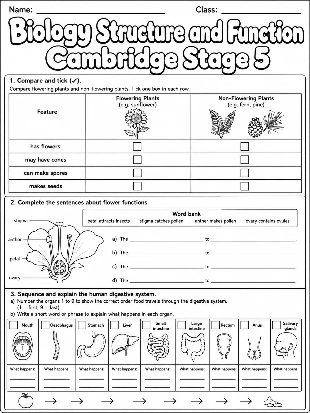 Biology Structure and Function Cambridge Stage 5 page 4 printable Cambridge science worksheet preview