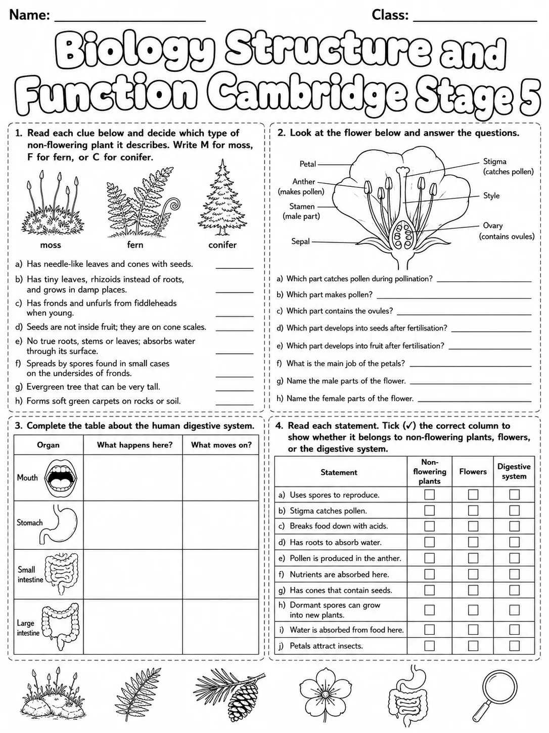 Biology Structure and Function Cambridge Stage 5 page 8 printable Cambridge science worksheet preview