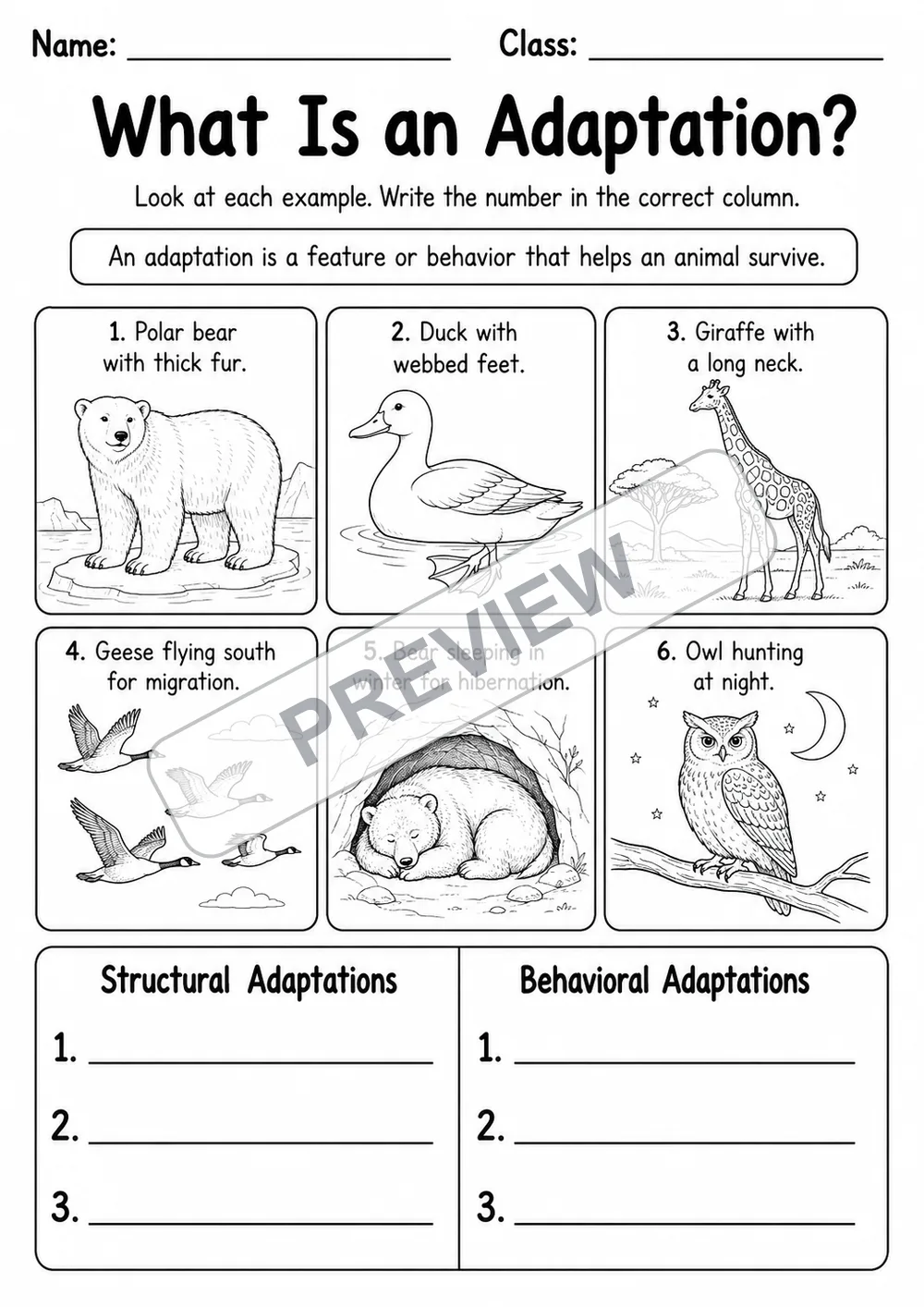 Animal Adaptations Visual Practice | 5 Worksheets | Grades 3-4 watermarked worksheet preview