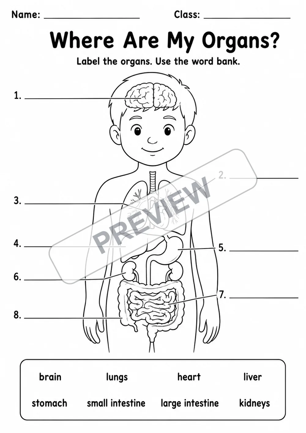 Human Body Organs Diagram Pack | 3 Worksheets | Grades 2-4 watermarked worksheet preview