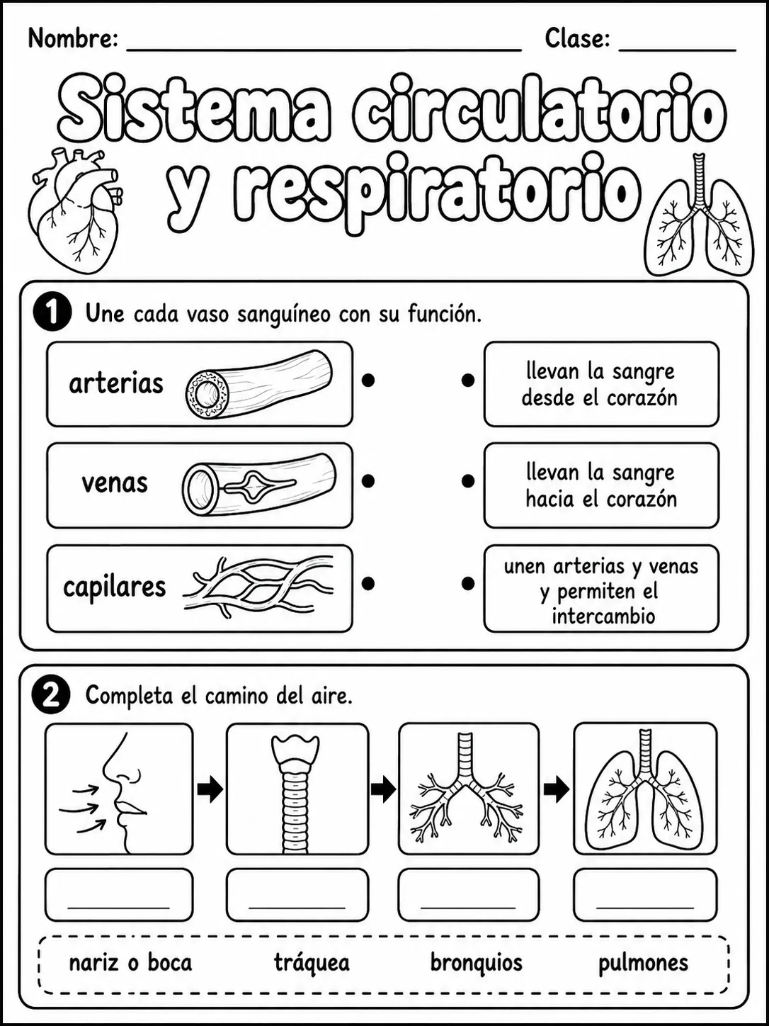 2.º grado - cuerpo humano y salud - Paquete de fichas - Conjunto 4 página 3 vista previa imprimible