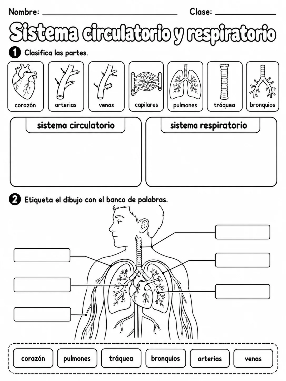 2.º grado - cuerpo humano y salud - Paquete de fichas - Conjunto 4 página 4 vista previa imprimible