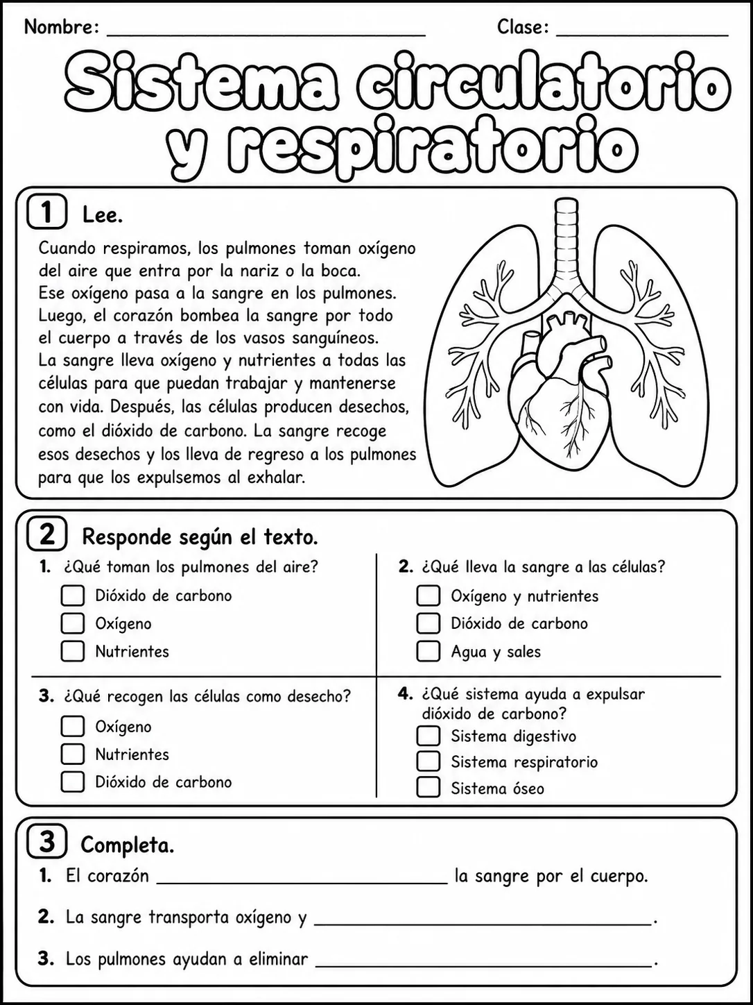 2.º grado - cuerpo humano y salud - Paquete de fichas - Conjunto 4 página 5 vista previa imprimible