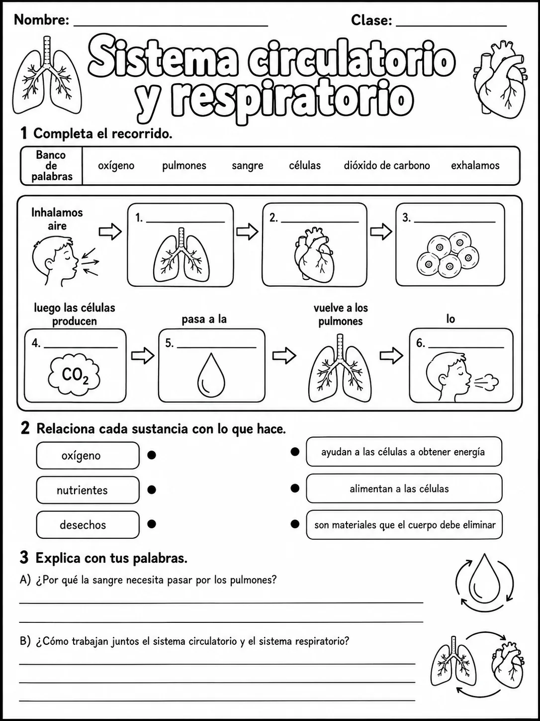 2.º grado - cuerpo humano y salud - Paquete de fichas - Conjunto 4 página 7 vista previa imprimible