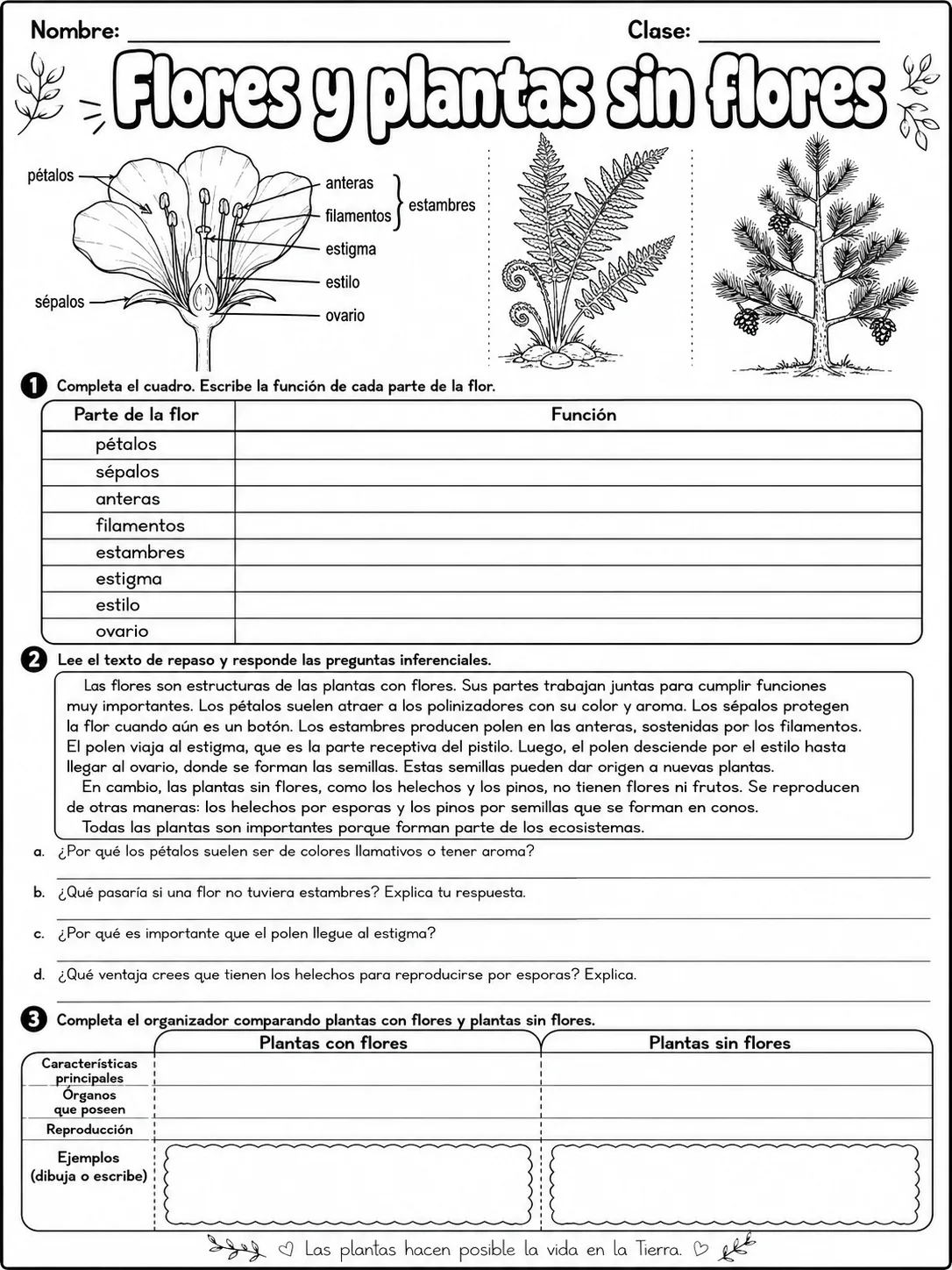 3.º grado - plantas - Paquete de fichas - Conjunto 4 página 10 vista previa imprimible