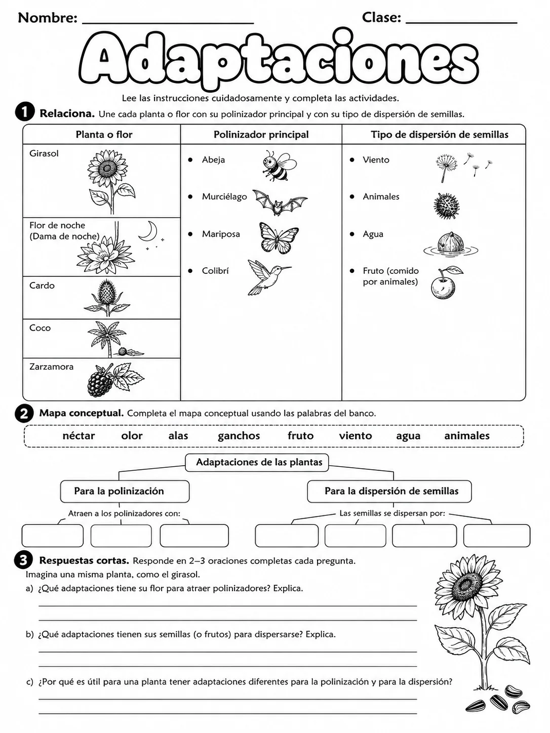 3.º grado - plantas - Paquete de fichas - Conjunto 6 página 8 vista previa imprimible