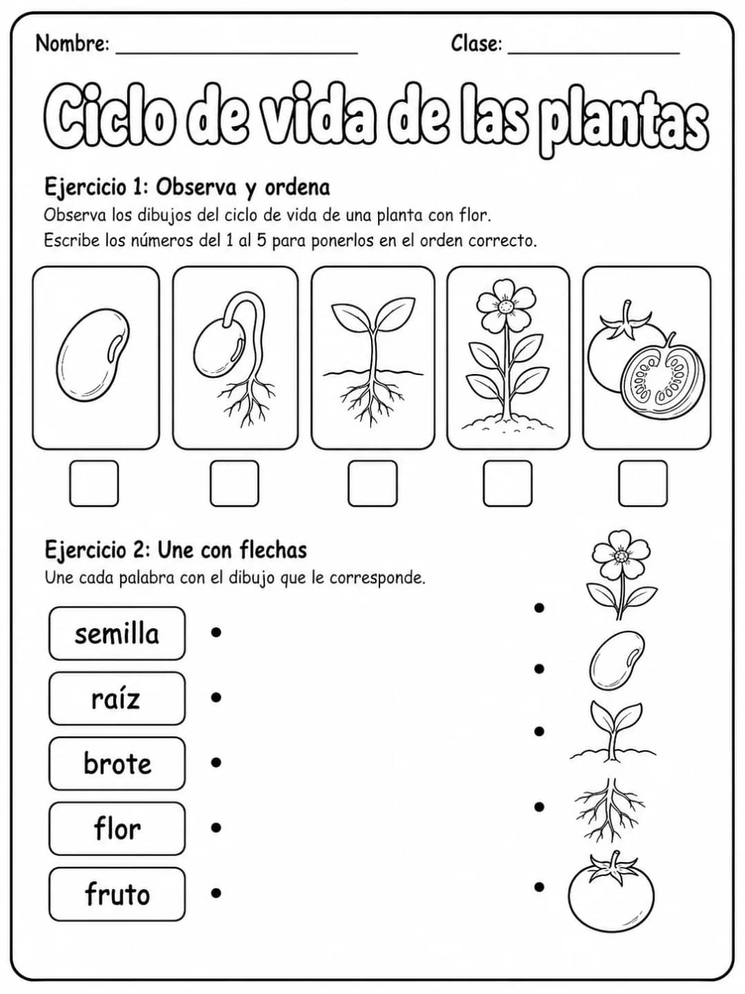 5.º grado - plantas - Paquete de fichas vista previa imprimible de ciencias en KiwiBee