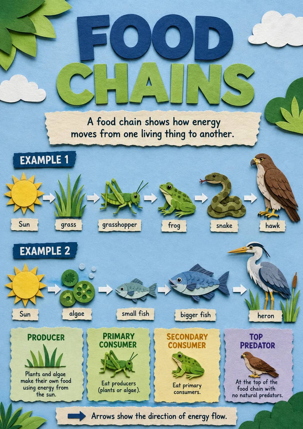 Food Chains infographic poster showing A food chain shows how energy moves from one living thing to another., EXAMPLE 1, Sun, grass and...