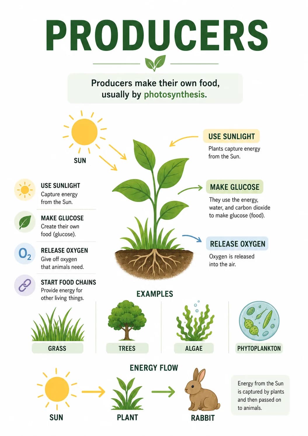 Producers infographic poster showing Producers make their own food, usually by photosynthesis., USE SUNLIGHT, Plants capture energy from...