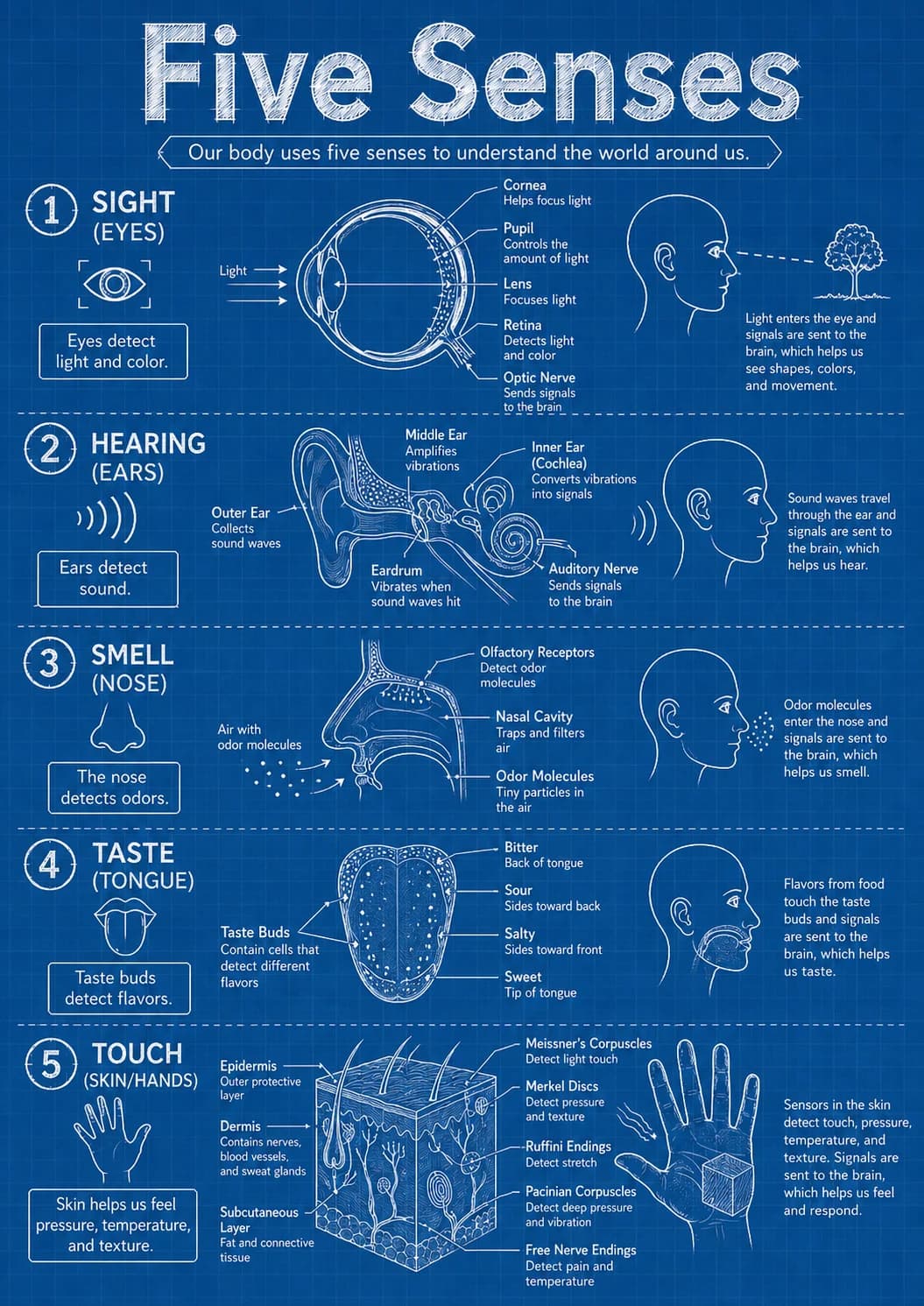 Five Senses infographic poster with clear labels for Human Body.