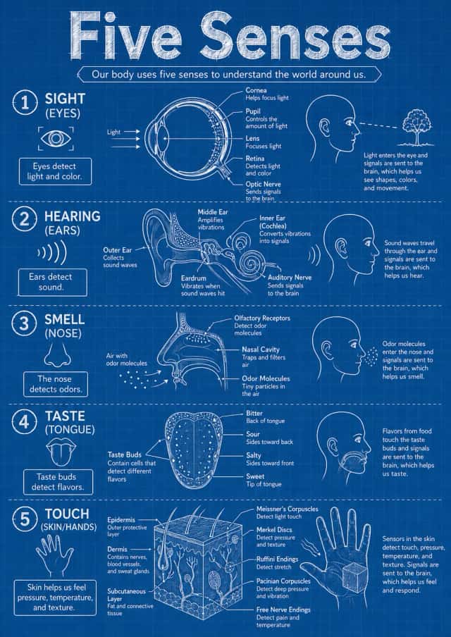 Five Senses Human Body Infographic