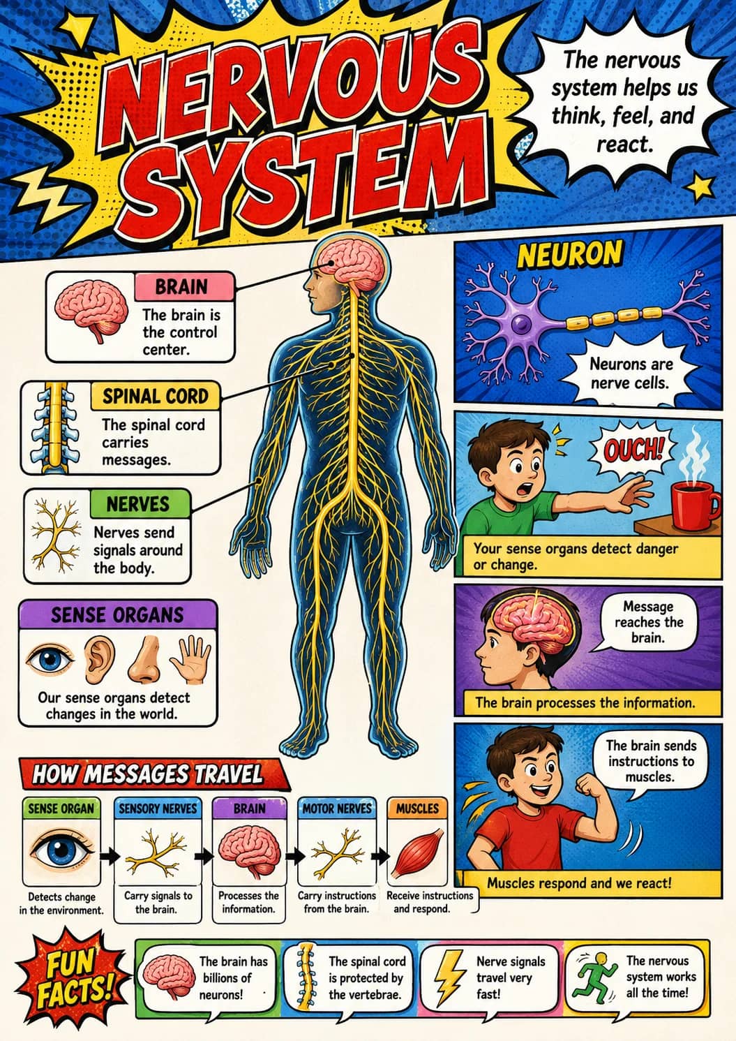 Nervous System infographic poster showing The nervous system helps us think, feel, and react. for Human Body.