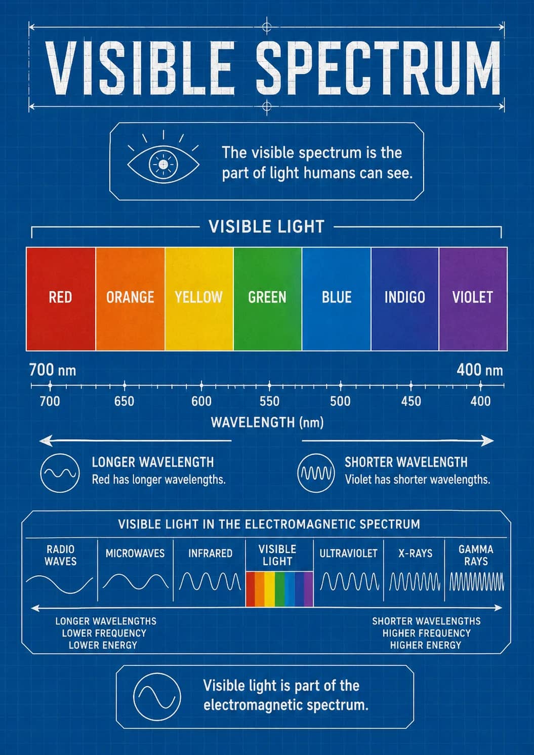 Lower Frequency infographic poster showing VISIBLE SPECTRUM, The visible spectrum is the part of light humans can see., VISIBLE LIGHT,...