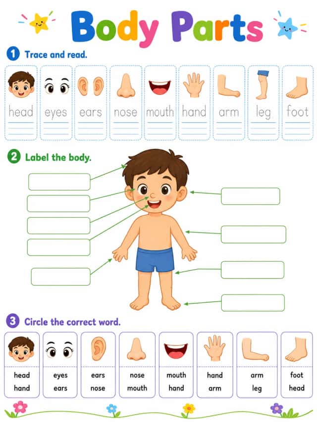 Body Parts