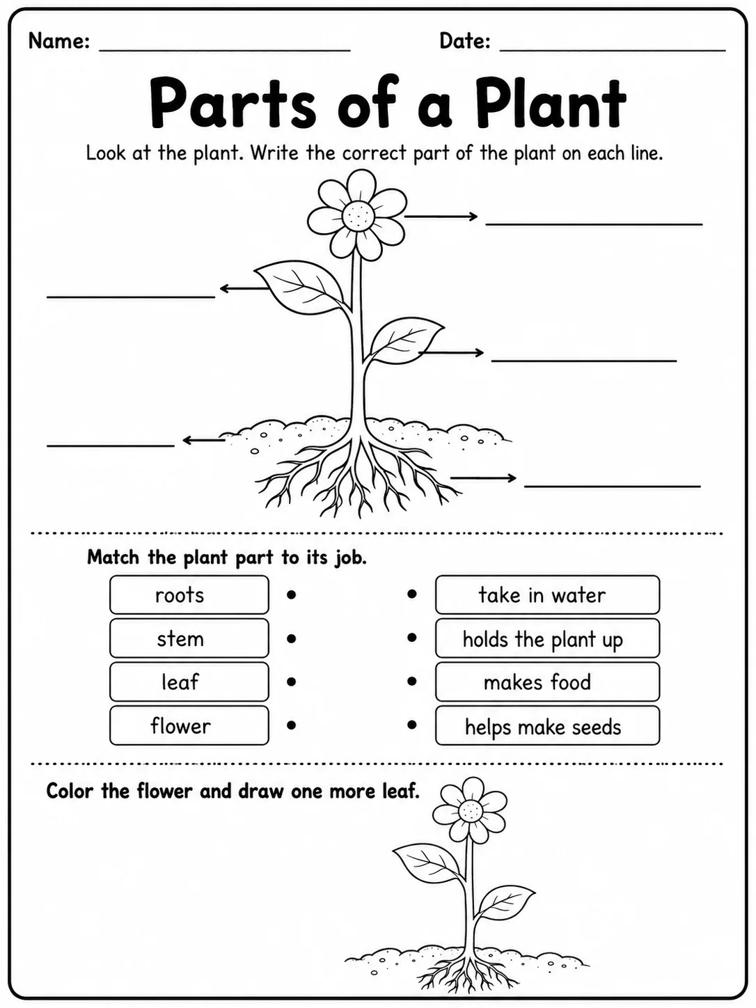 Parts of a Plant printable Grade 2 worksheet preview from KiwiBee