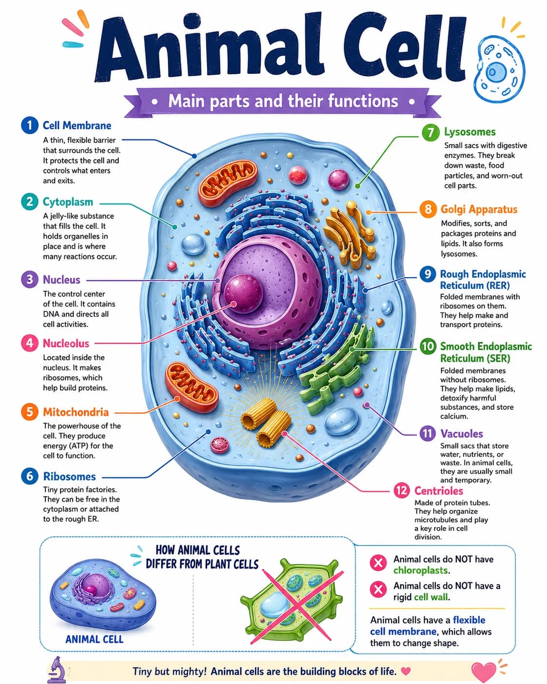Animal Cell Infographic printable English vocabulary infographic preview from KiwiBee