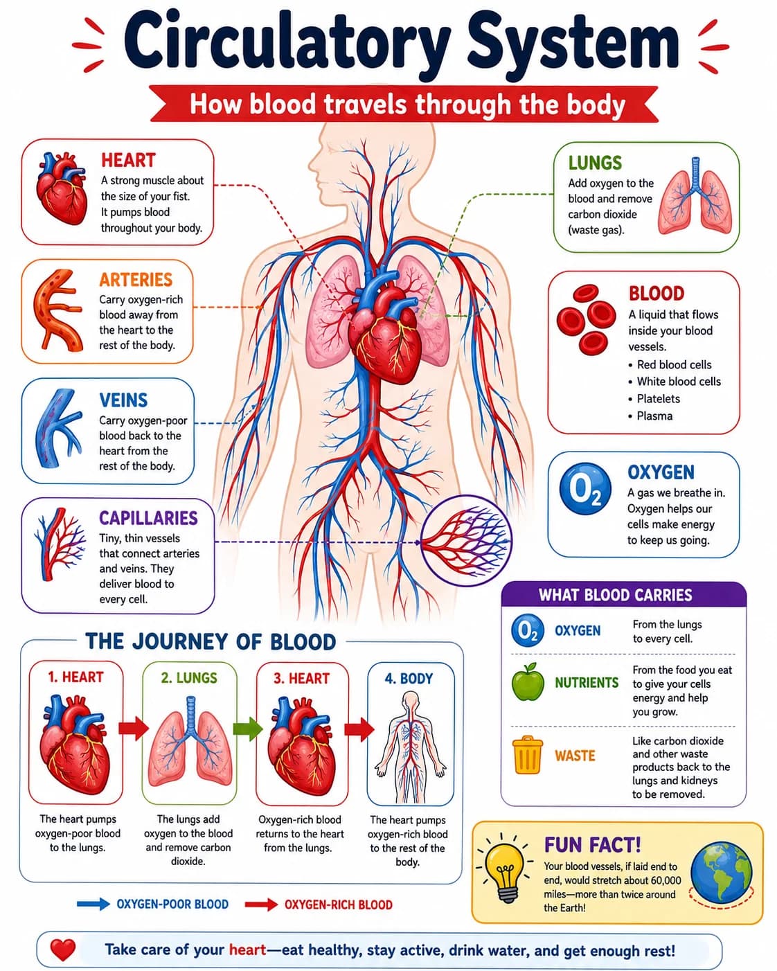 Circulatory System Infographic printable English vocabulary infographic preview from KiwiBee