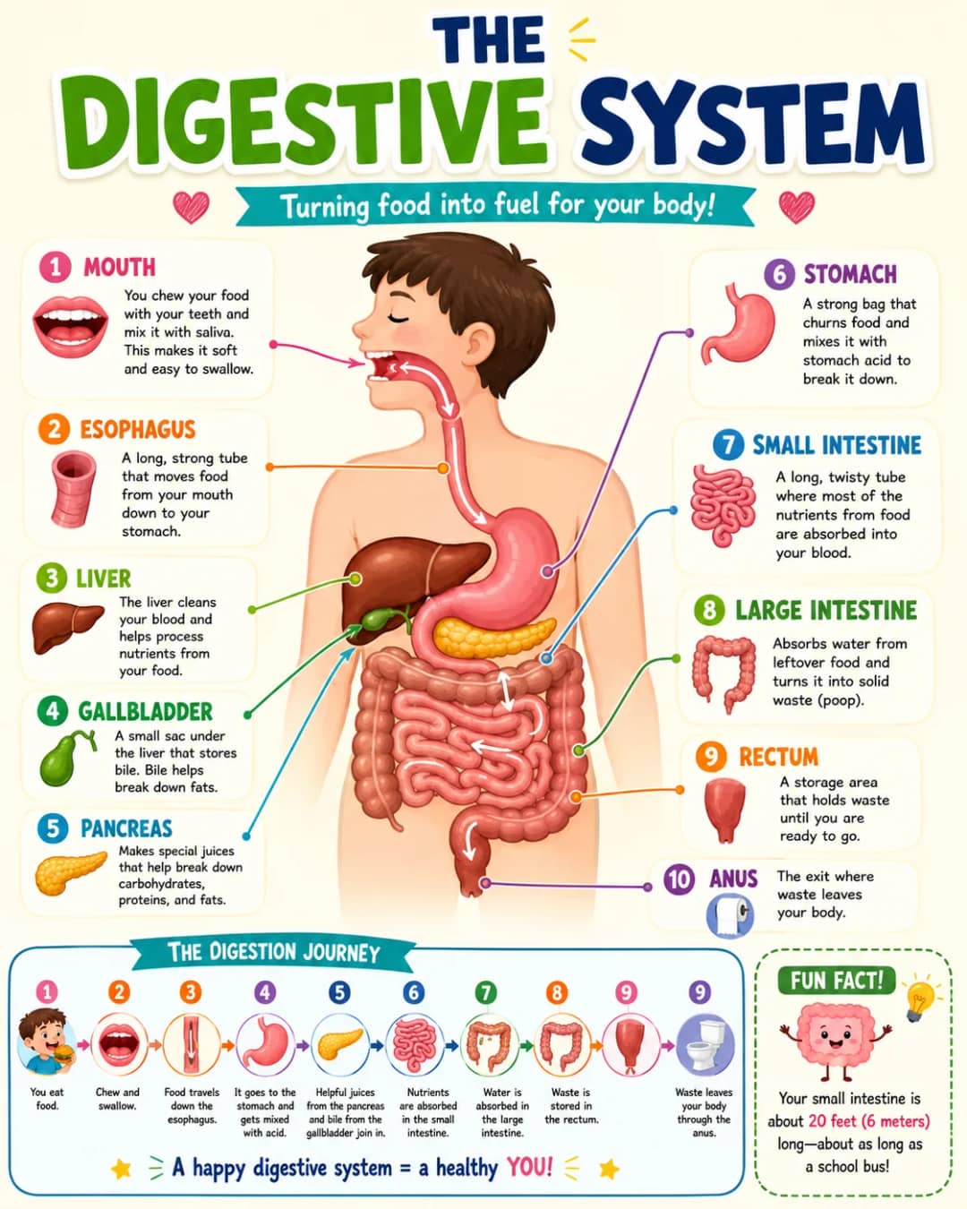 Digestive System Infographic printable English vocabulary infographic preview from KiwiBee