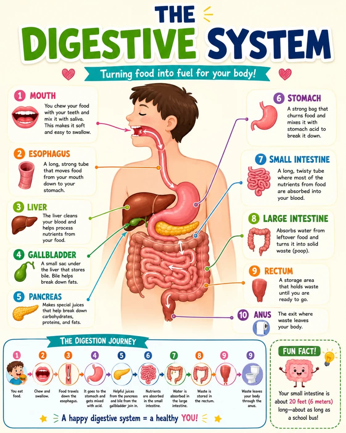 Digestive System Infographic printable English vocabulary infographic preview from KiwiBee