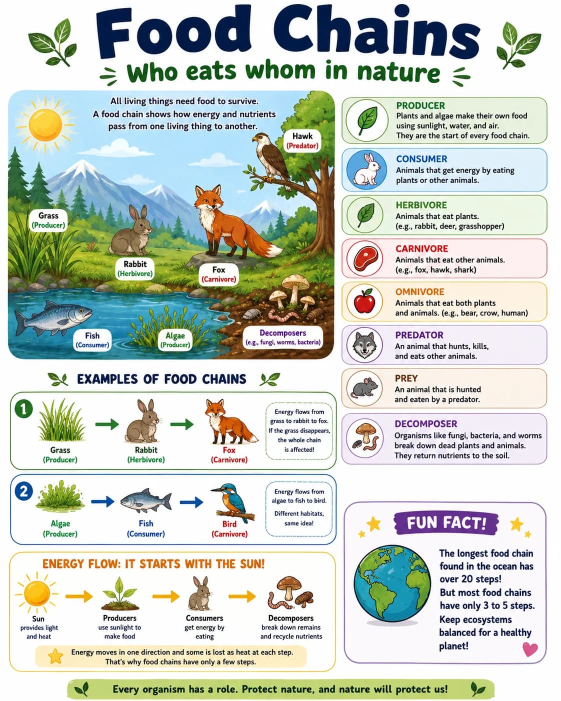 Food Chains Infographic printable English vocabulary infographic preview from KiwiBee