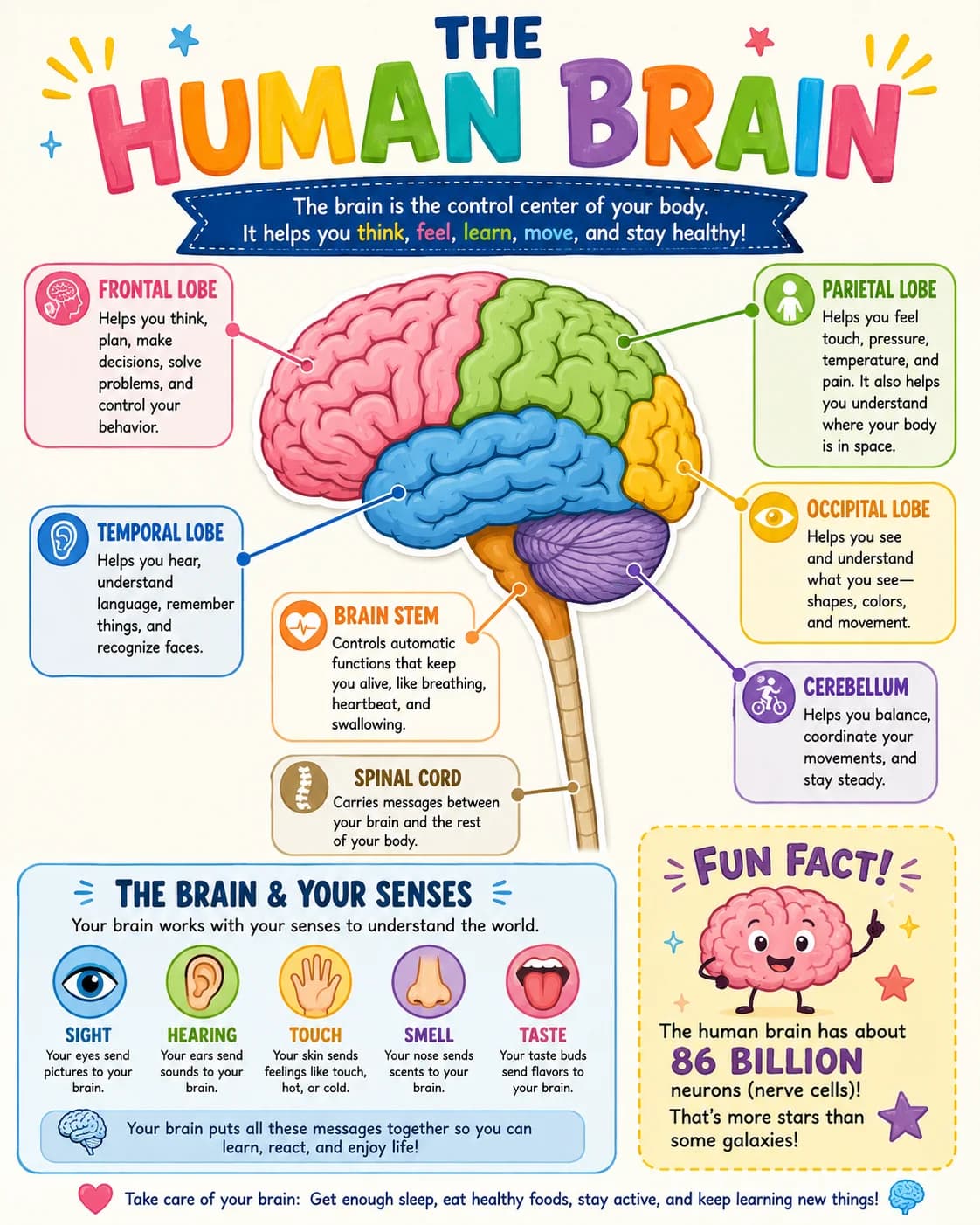 Human Brain Infographic printable English vocabulary infographic preview from KiwiBee