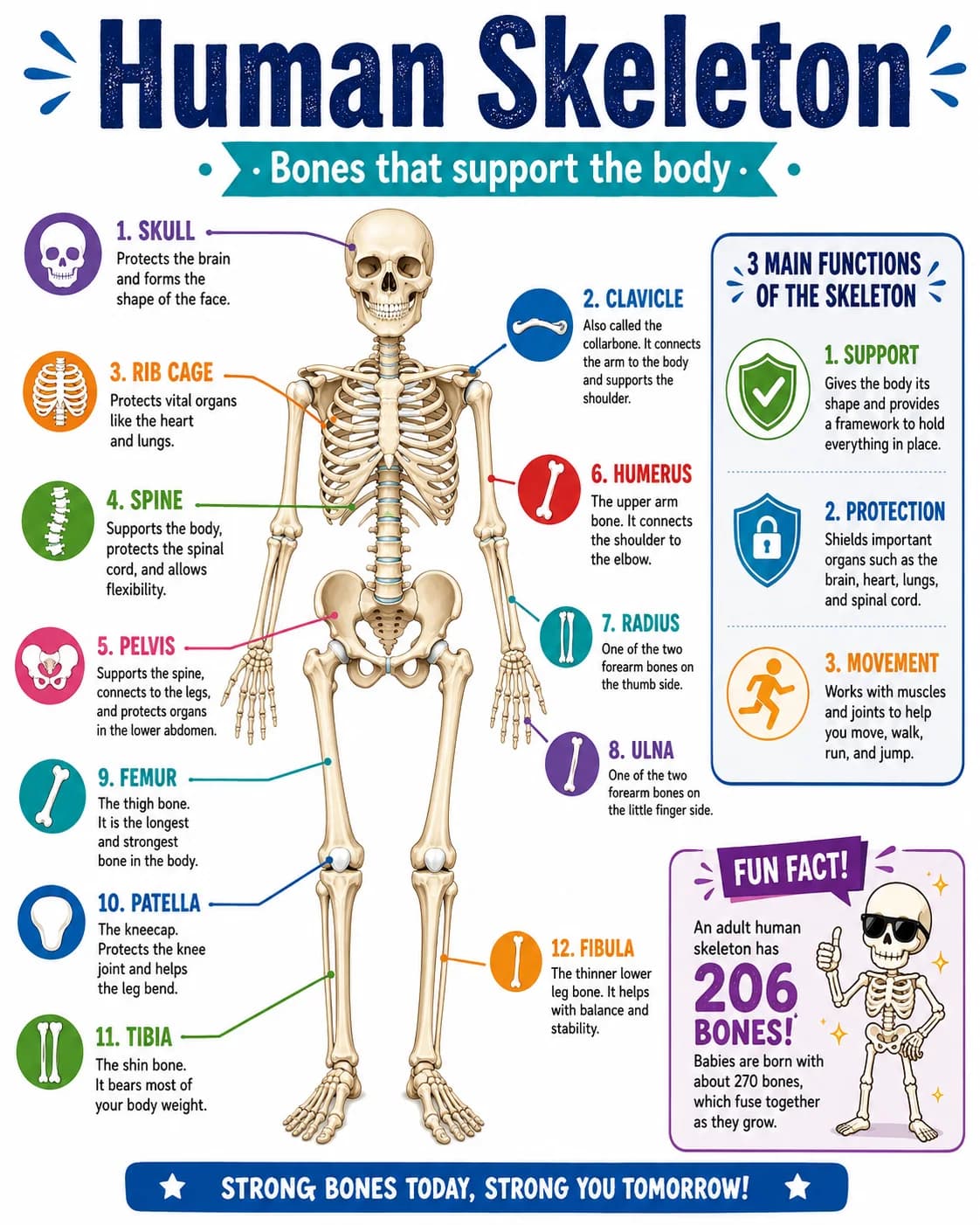 Human Skeleton Infographic printable English vocabulary infographic preview from KiwiBee
