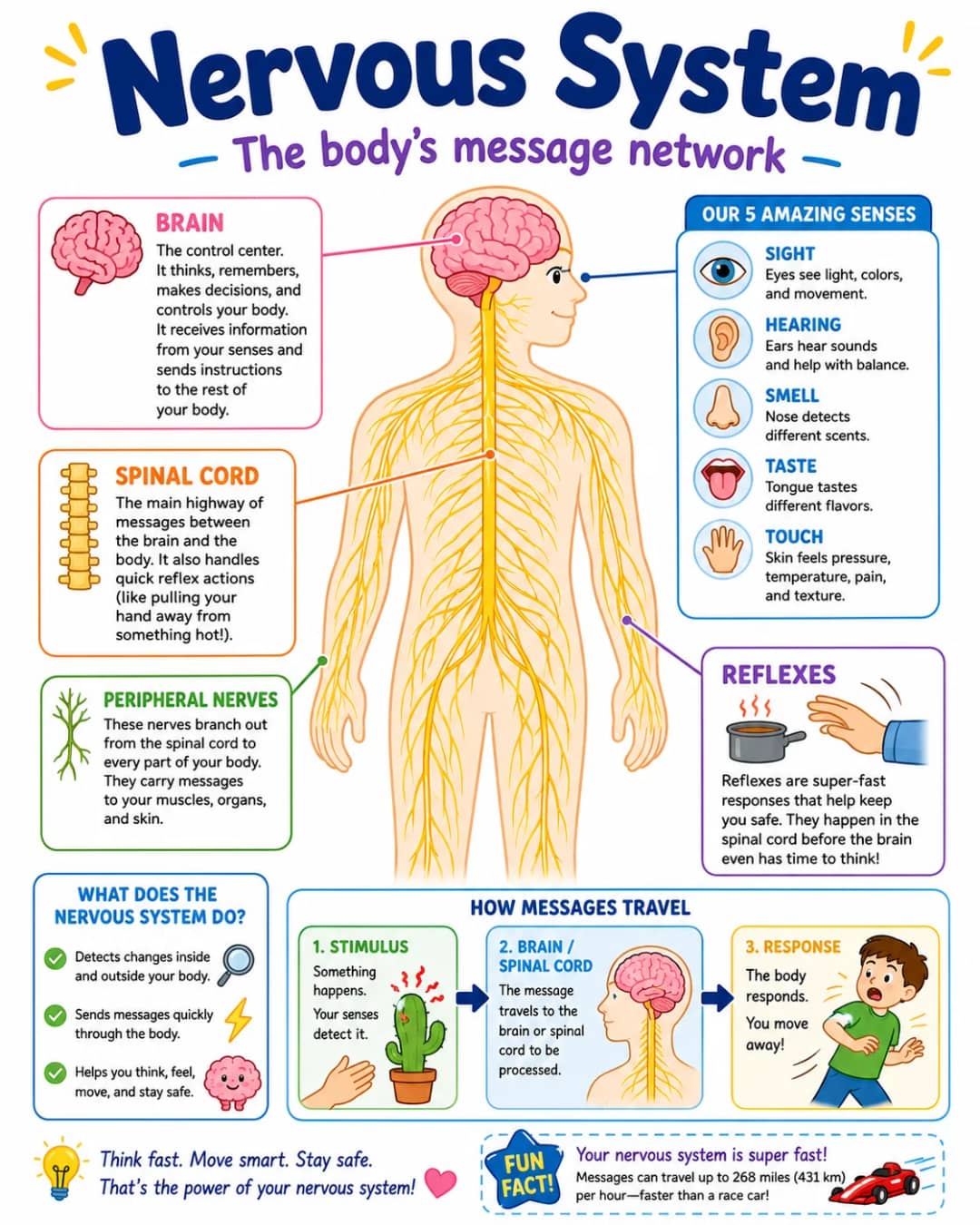 Nervous System Infographic printable English vocabulary infographic preview from KiwiBee