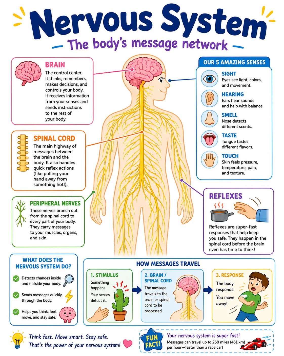 Nervous System Infographic printable English vocabulary infographic preview from KiwiBee