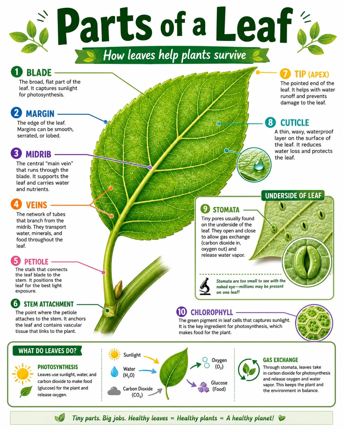Parts of a Leaf Infographic printable English vocabulary infographic preview from KiwiBee