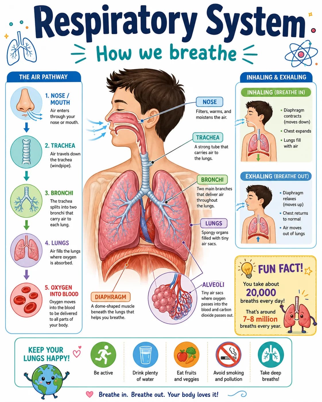 Respiratory System Infographic printable English vocabulary infographic preview from KiwiBee