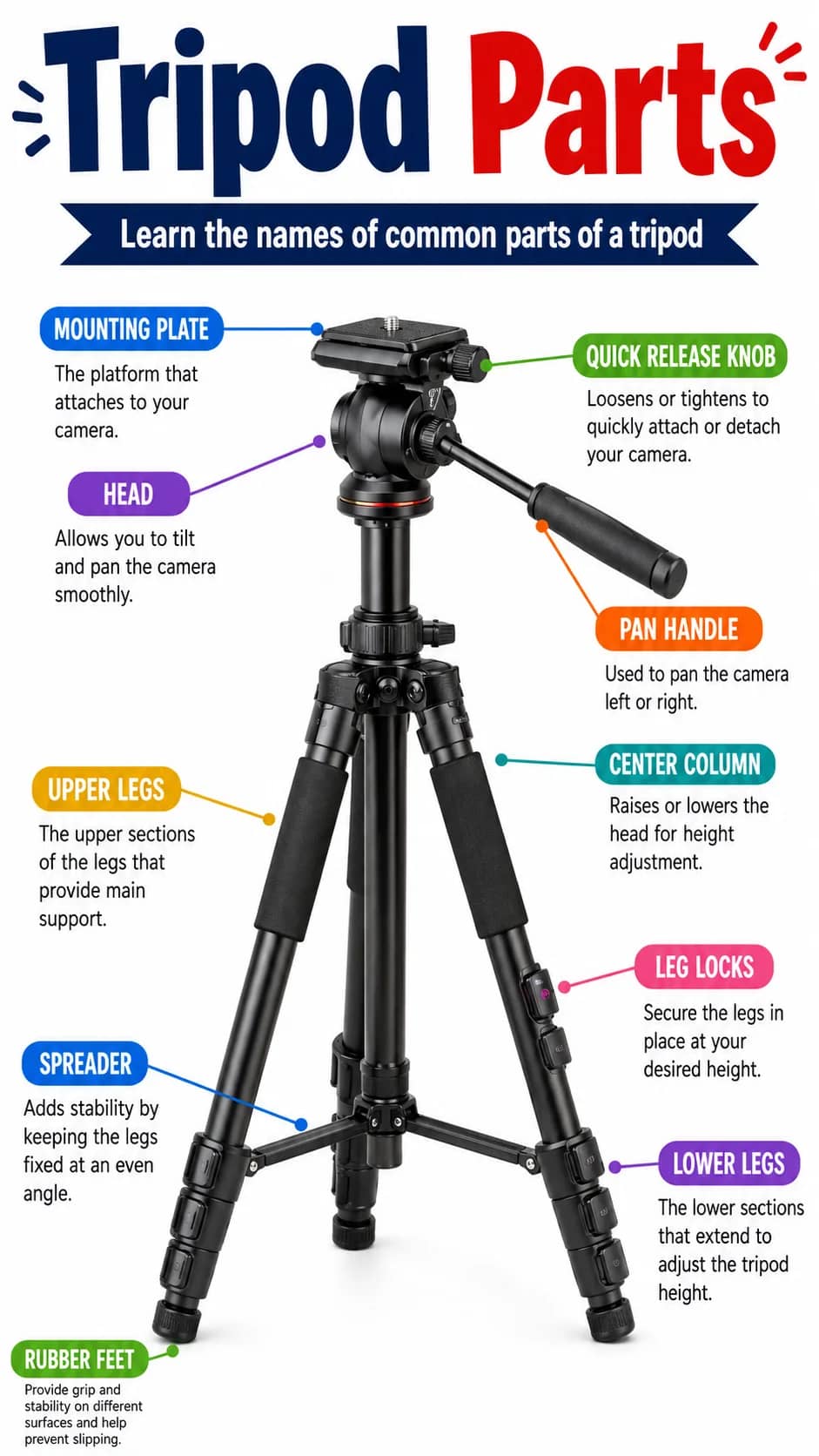 Tripod Parts Infographic printable English vocabulary infographic preview from KiwiBee