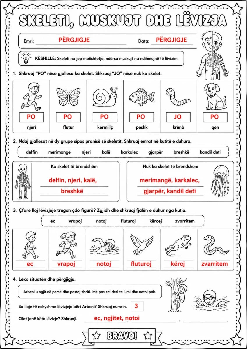 Answer key for Skeleti, muskujt dhe lëvizja — free printable Science worksheet