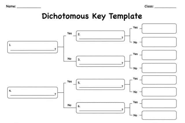 Dichotomous Key Template