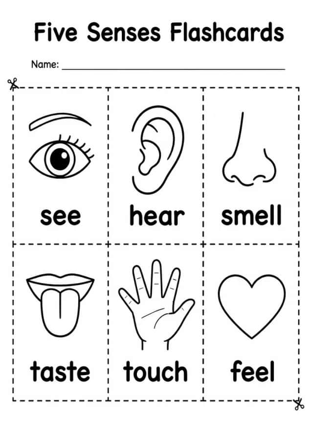 Five Senses Flashcards — Grade 2