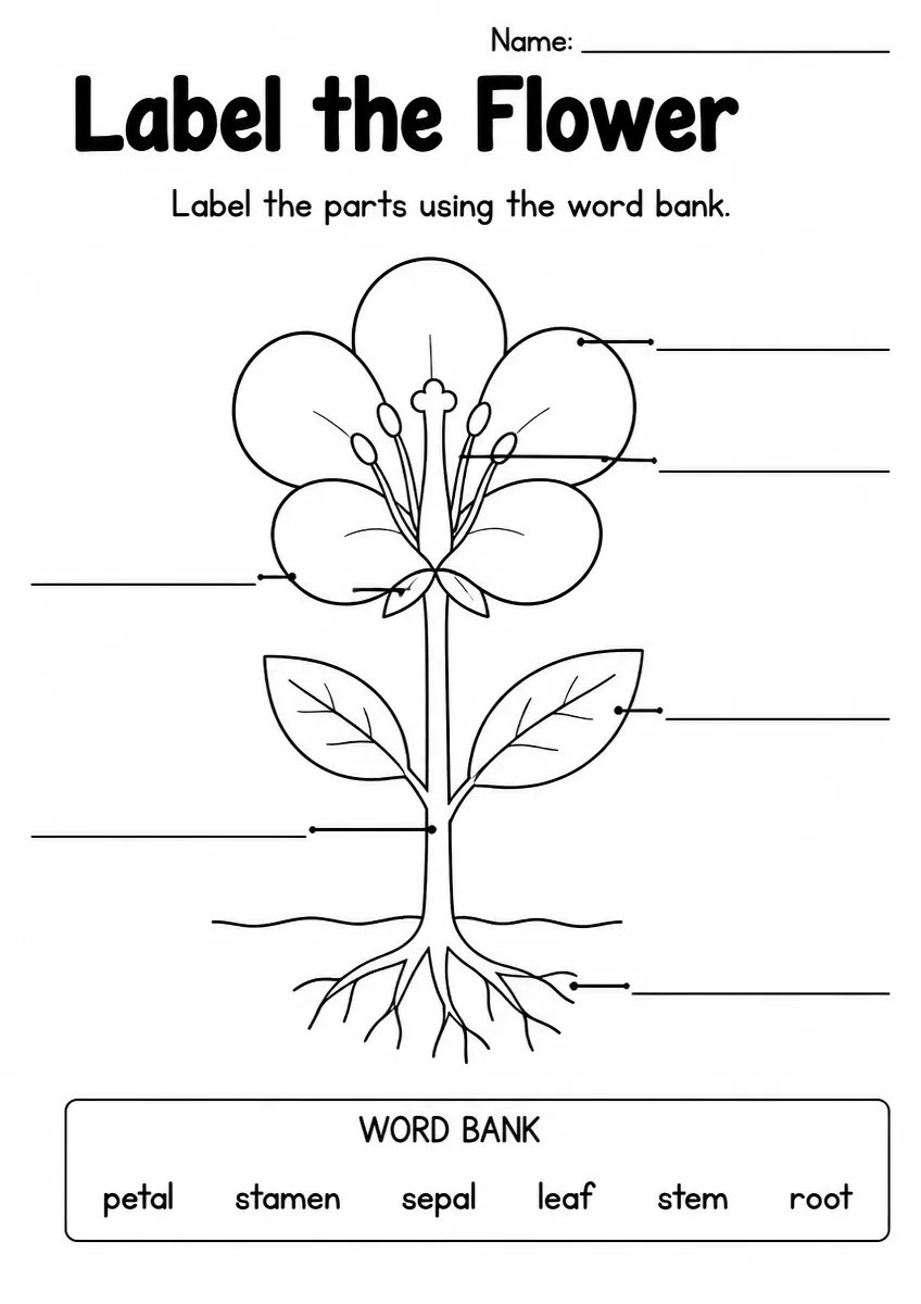 Flower label the diagram worksheet for Kindergarten