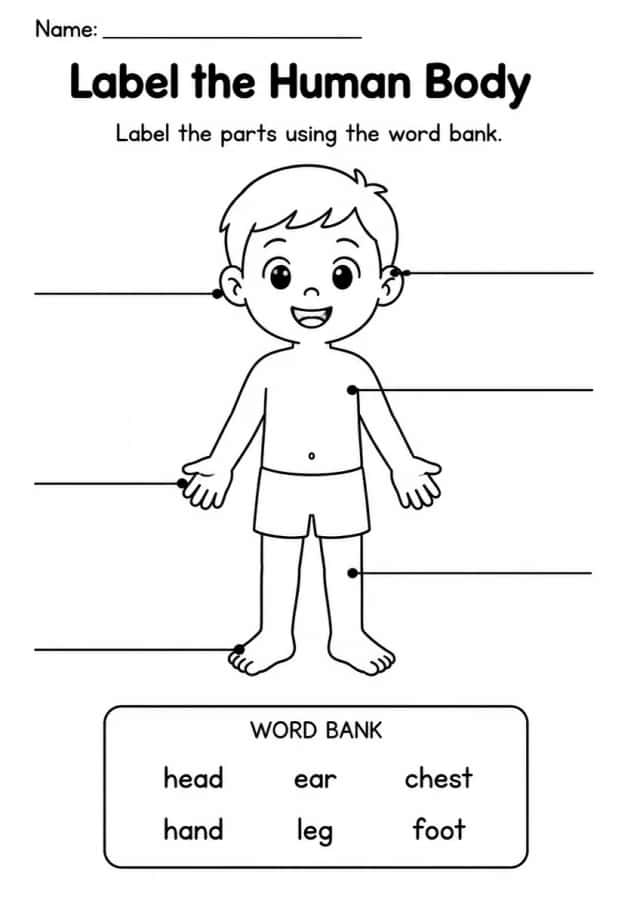 Label the Human Body — Kindergarten